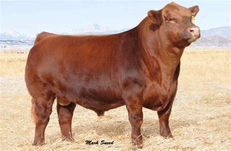 Premium Bull.